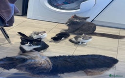 Mixed Breed cats for sale: Kitten - Image 4