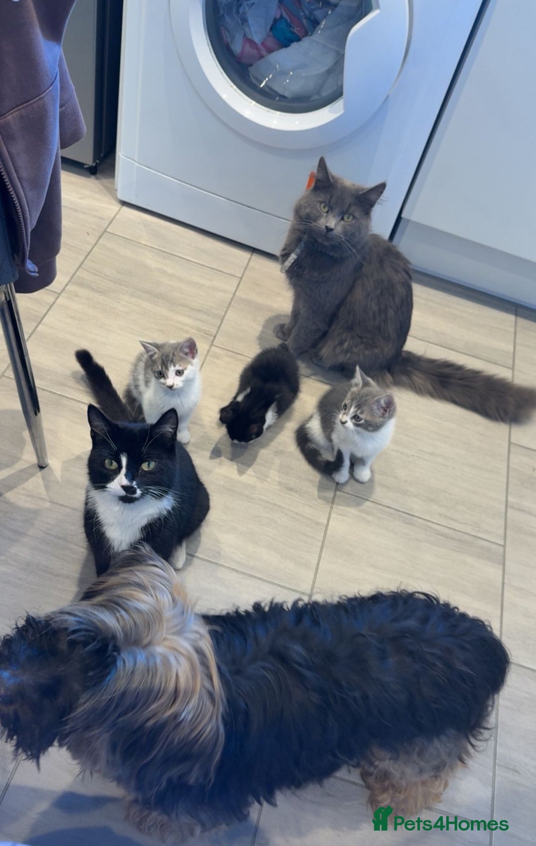 Mixed Breed cats for sale: Kitten - Image 4