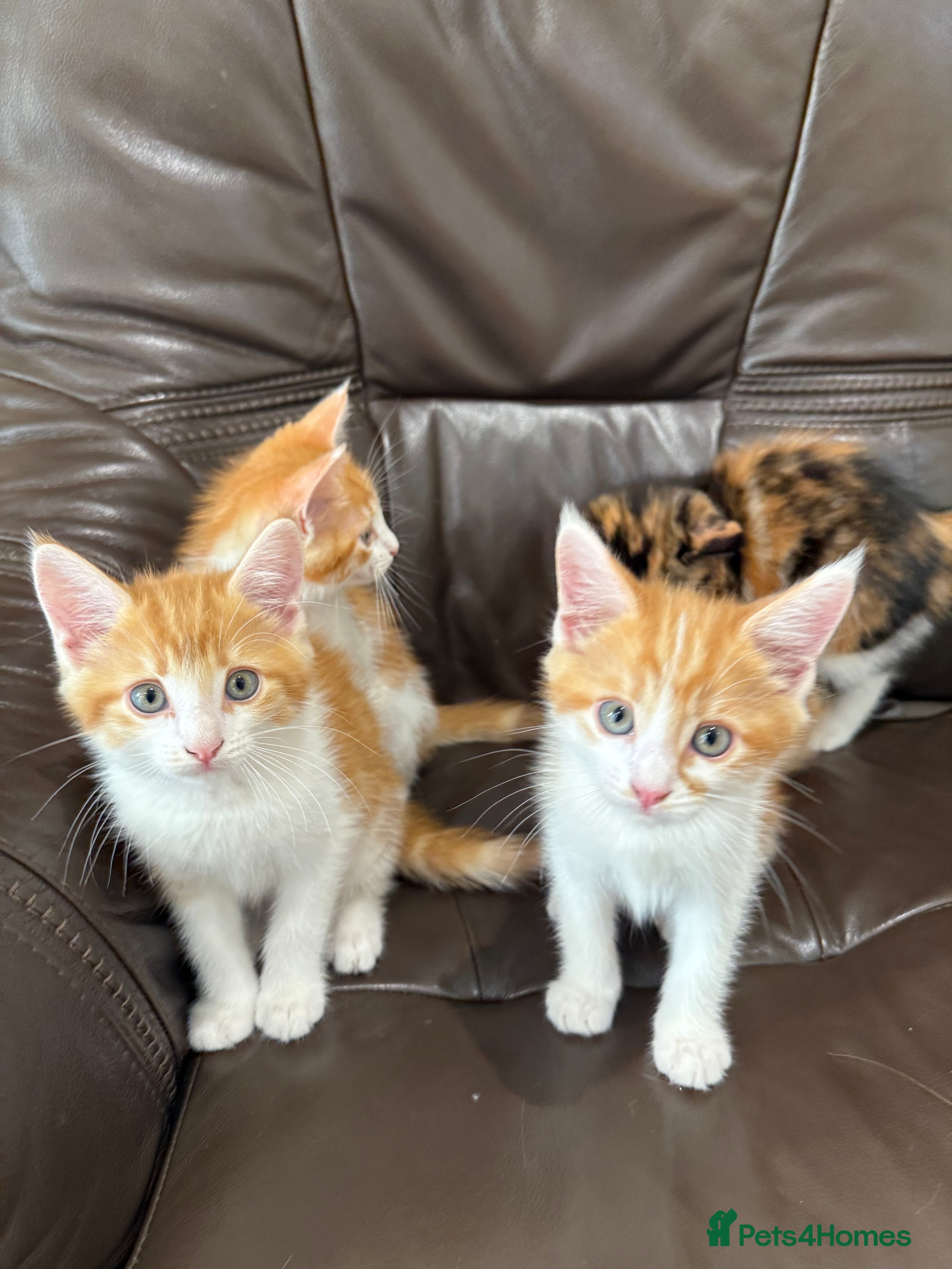 Maine Coon cats Free 3 Male Kittens - Ginger/White - Advert 18