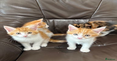 Maine Coon cats - Advert 11