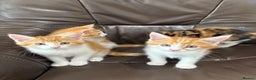 Maine Coon cats for sale: Free 3 Male Kittens - Ginger/White - Advert 1
