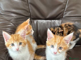 Maine Coon cats Free 3 Male Kittens - Ginger/White - Advert 18