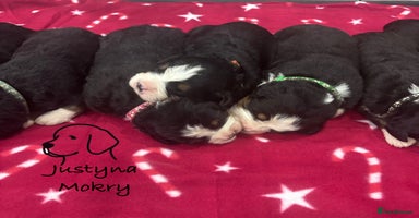 Bernese Mountain Dog dogs BMD Puppies JUST GIRL– Ready Just Before 25/12    - Advert 2