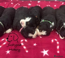 Bernese Mountain Dog dogs BMD Puppies JUST GIRL– Ready Just Before 25/12 - Advert 2