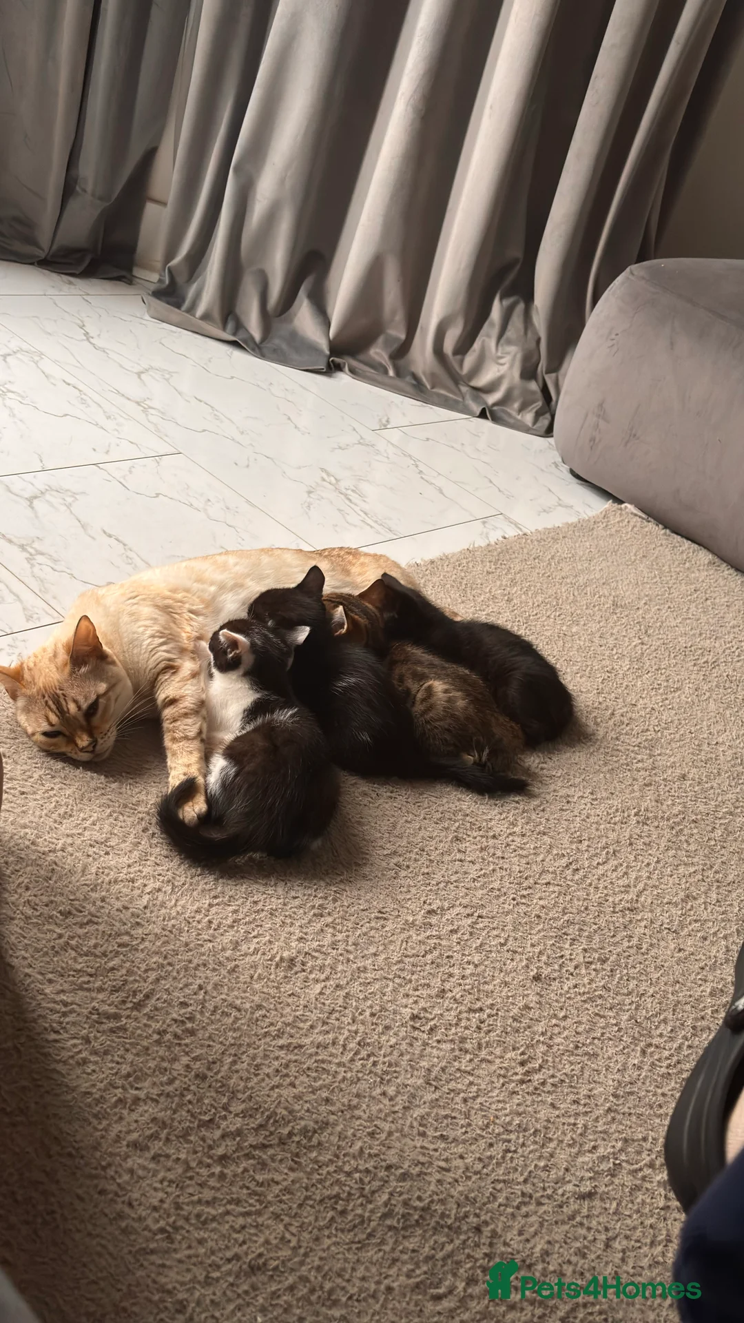 Bengal cats for sale: Bengal X Kittens READY TO GO in London - Advert 2