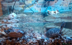 Turtle reptiles for sale: Musk Turtles  - Image 3