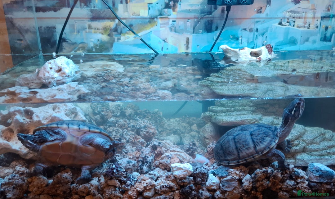 Turtle reptiles for sale: Musk Turtles  - Image 3