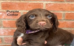 Cocker Spaniel dogs for sale: Ready Now - Cocker spaniel puppies - Image 10
