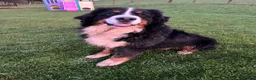 Bernese Mountain Dog dogs for sale: Beautiful Chunky KC Bernese Mountain Dog Puppies - Advert 8