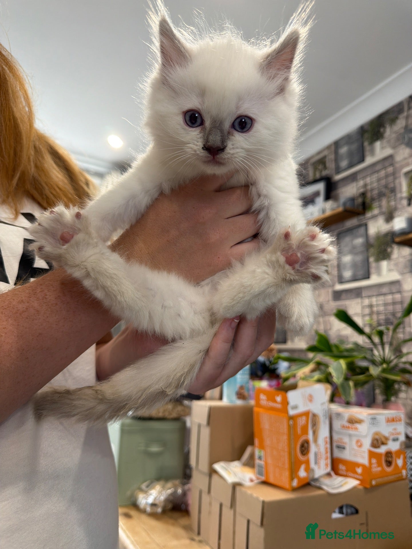 Ragdoll cats 9 WEEKS OLD MALE RAGDOLL KITTEN❤️  - Advert 2