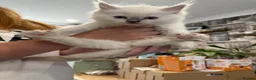 Ragdoll cats for sale: 9 WEEKS OLD MALE RAGDOLL KITTEN❤️  - Advert 1