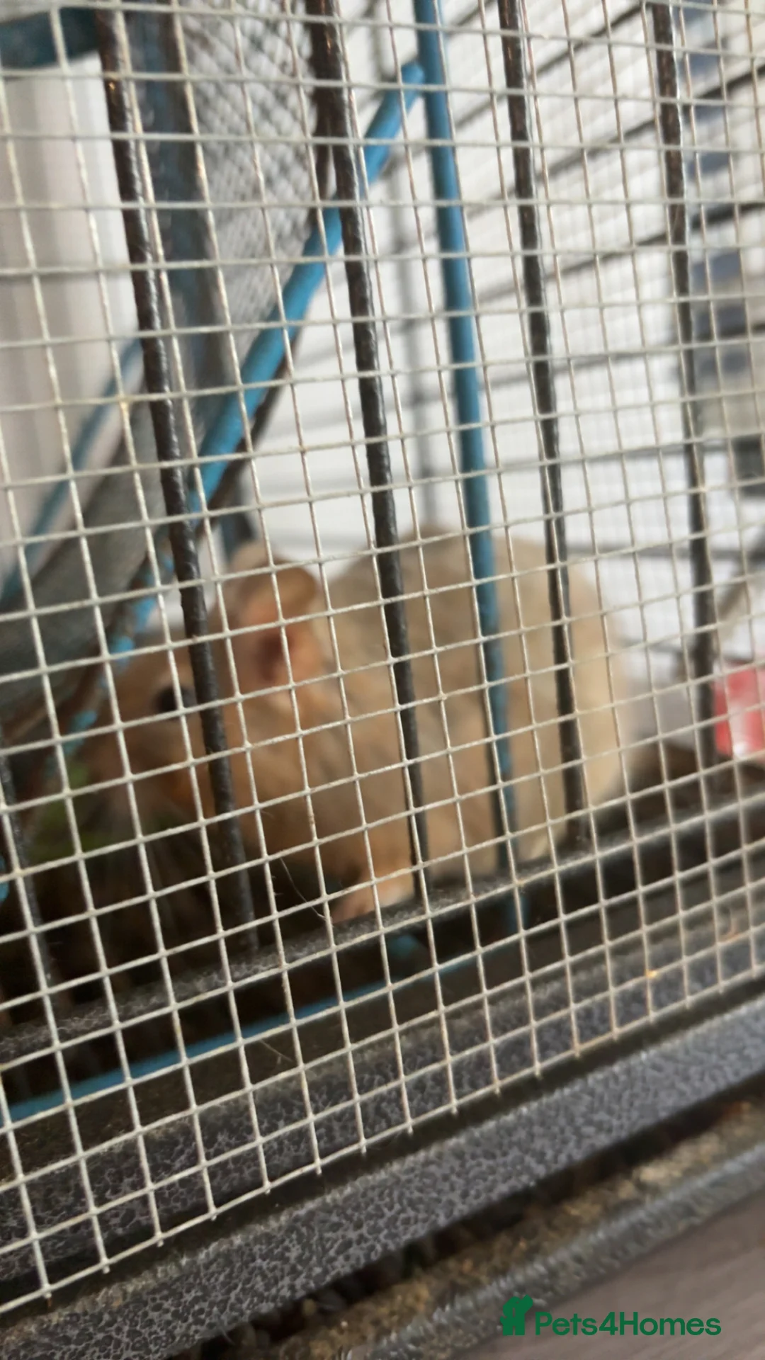 Degus rodents for sale: 2 MALE DEGUS FOR SALE NO CAGE  in Chatham - Advert 2