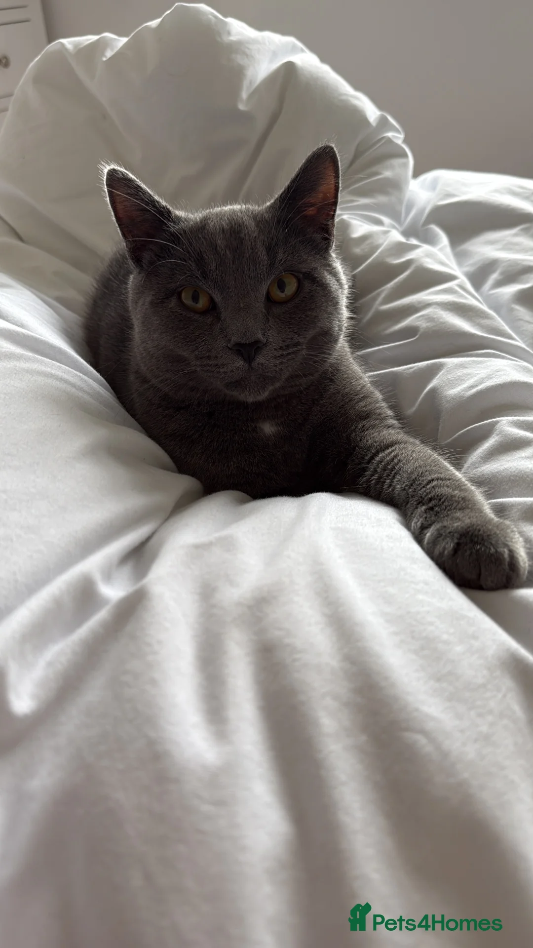 British Shorthair cats for sale: Male Grey British Shorthair Kitten 7 Months Old - Advert 7