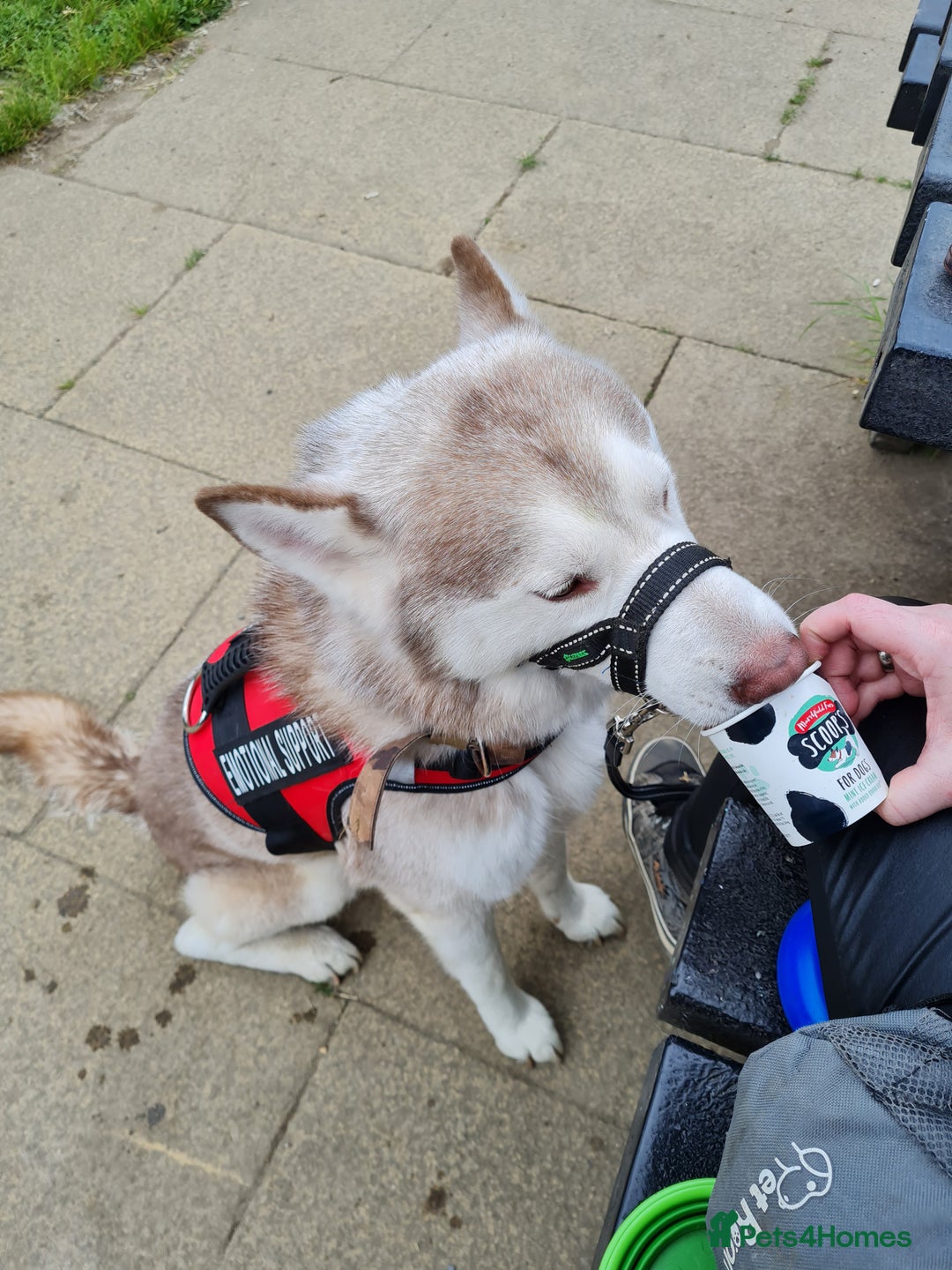 Mixed Breed dogs for sale: Husky for Rehoming - Image 1