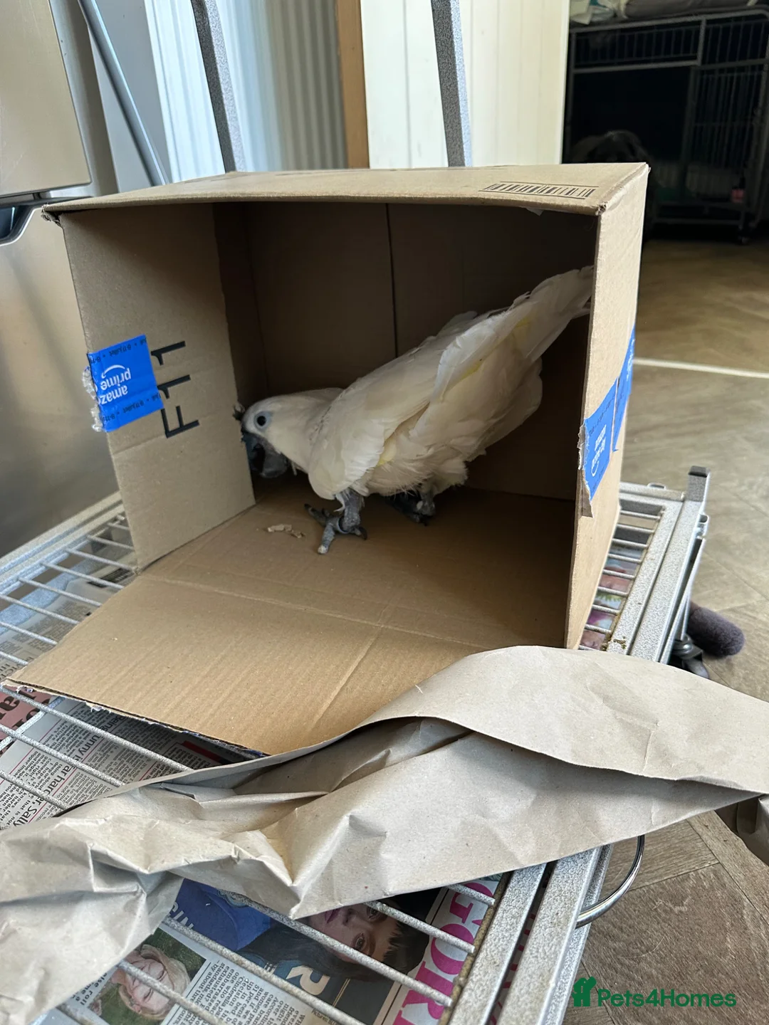 Cockatoo birds for sale: Female umbrella cockatoo!  in Market Rasen - Advert 2