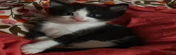 Domestic Shorthair cats for sale: domestic shorthairs!! - Advert 4