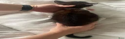 Mixed Breed cats for sale: 2 different litters - Advert 2