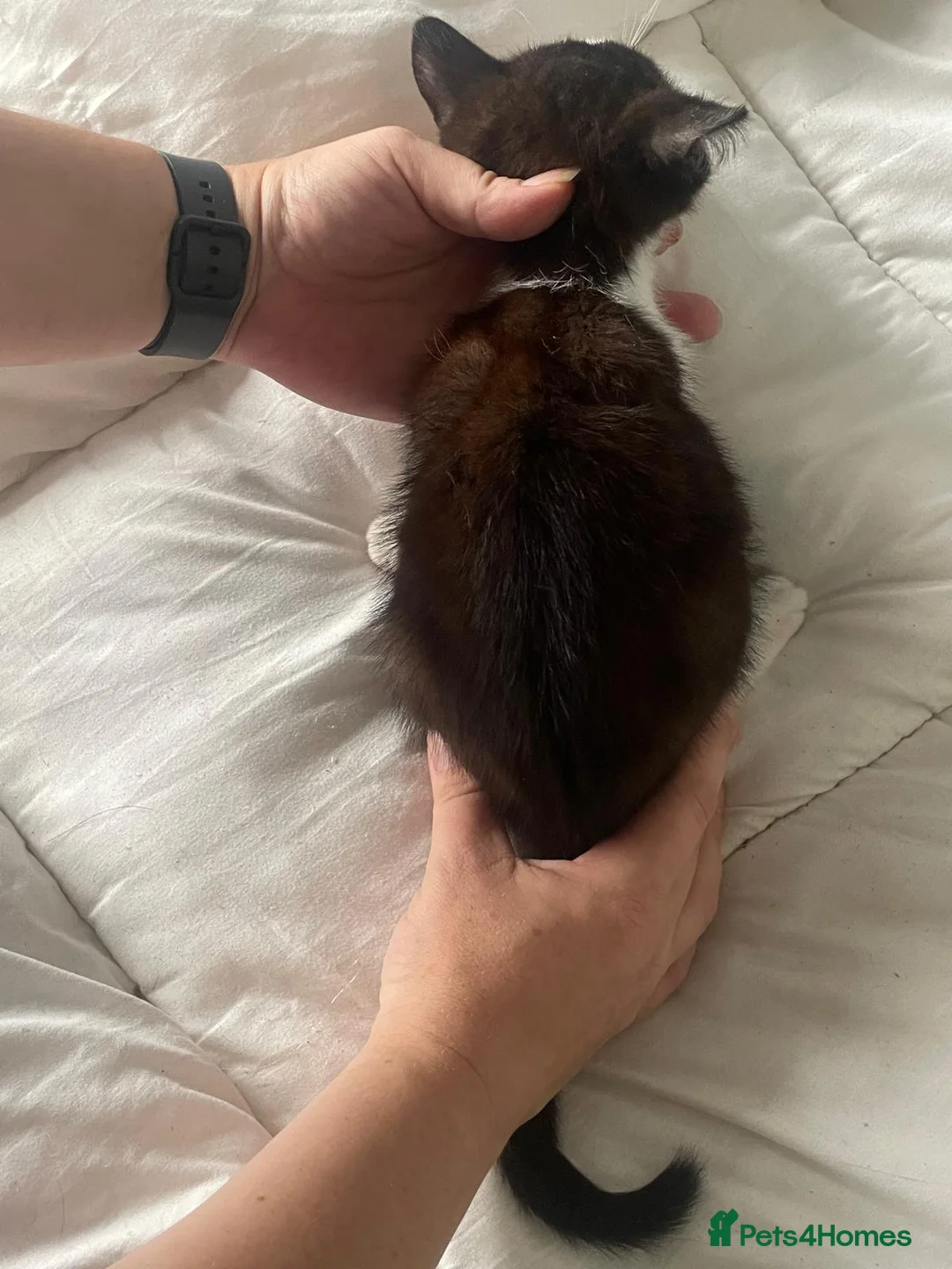 Mixed Breed cats for sale: 2 different litters - Advert 2