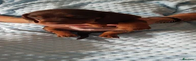Dachshund 1