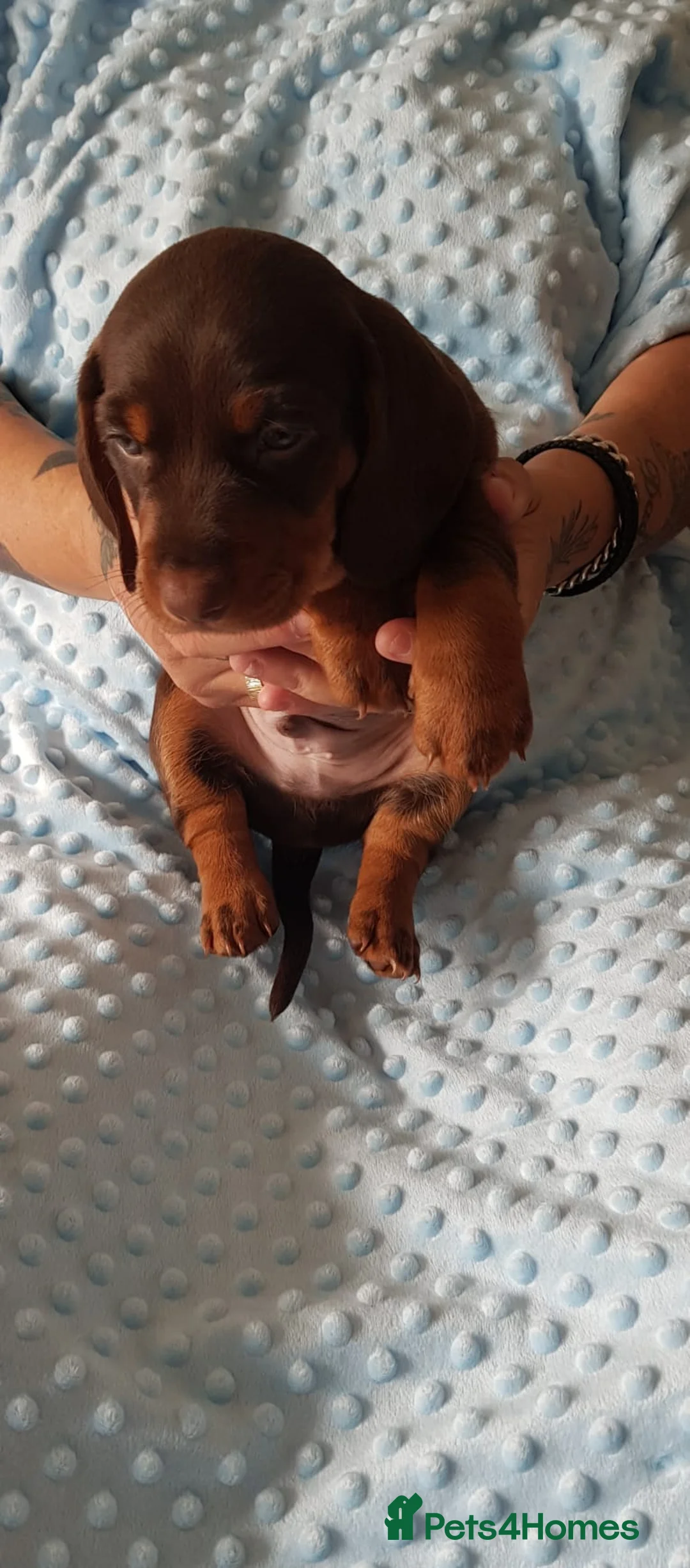 Dachshund dogs for sale: Stunning dashounds  - Advert 1