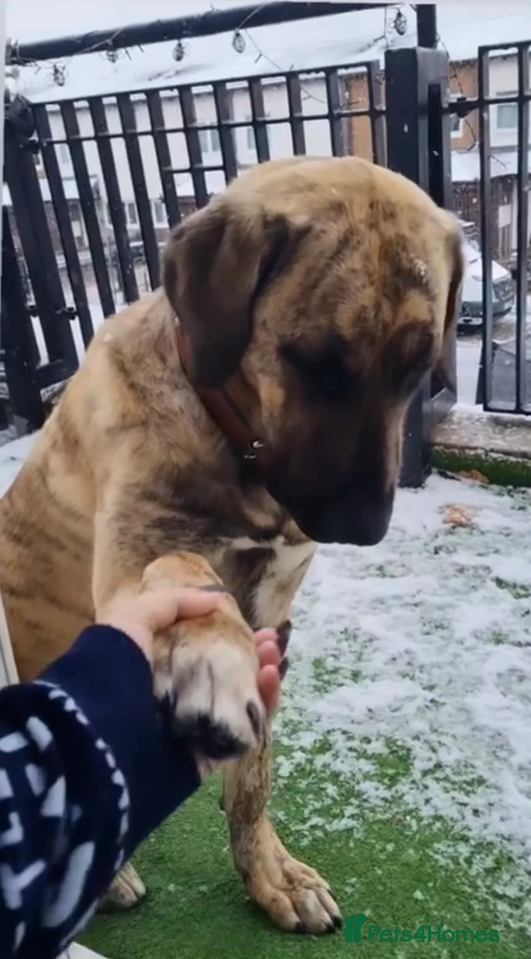 Mixed Breed dogs for sale: 5 year old female kangal anatolian shepherd - Advert 7