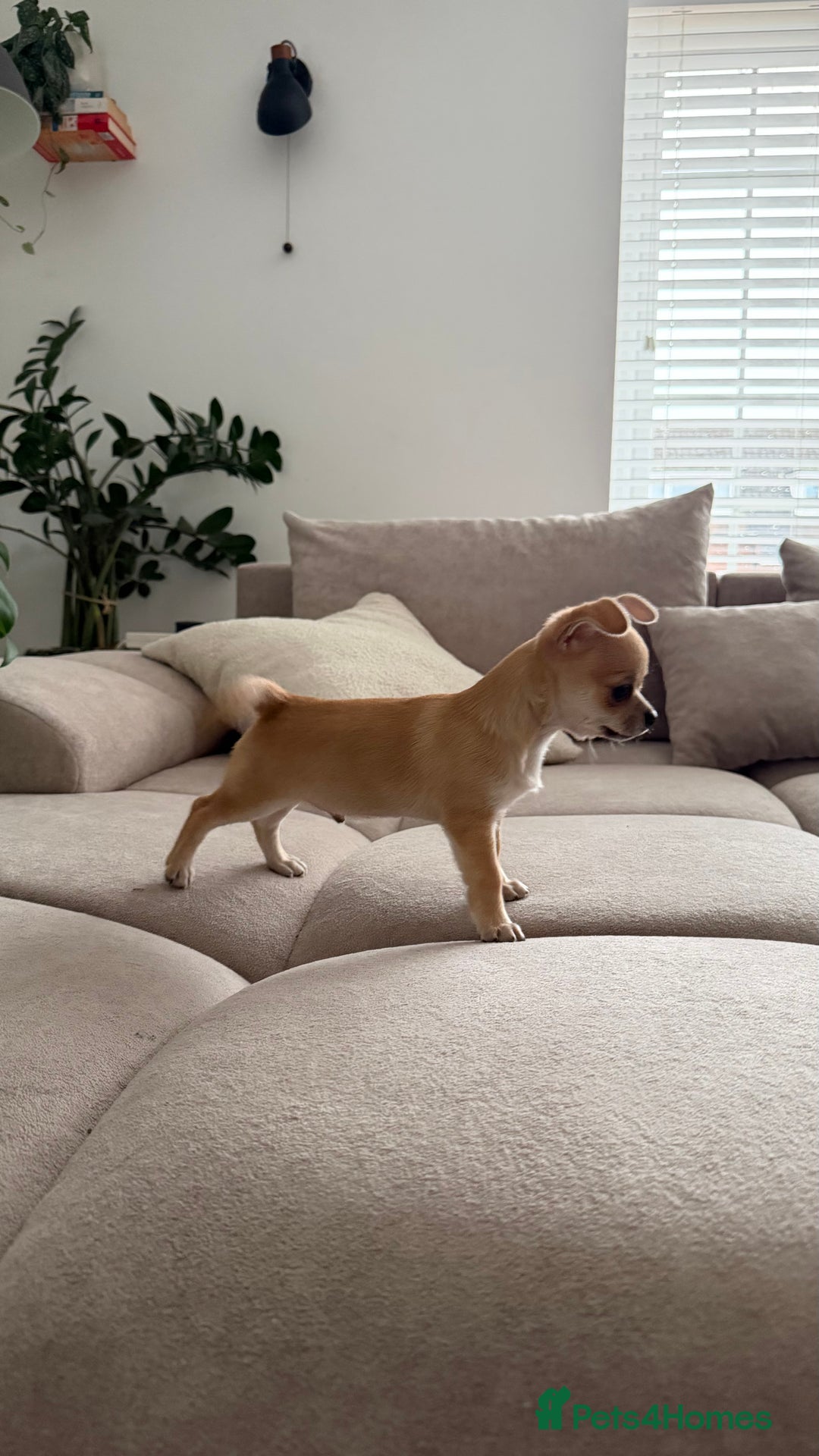 Chihuahua dogs for sale: Chihuahua boys / males  - Advert 5