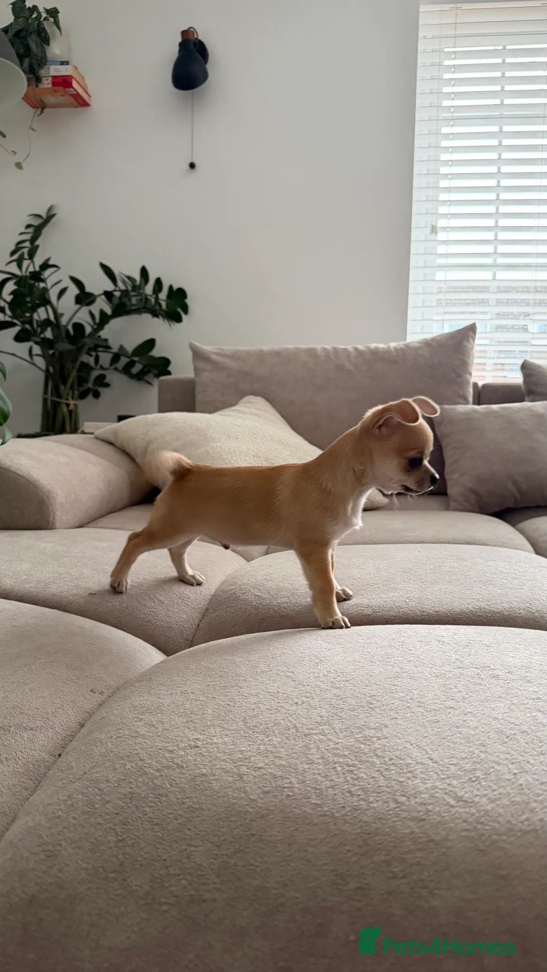 Chihuahua dogs for sale: Chihuahua boys / males  - Advert 5