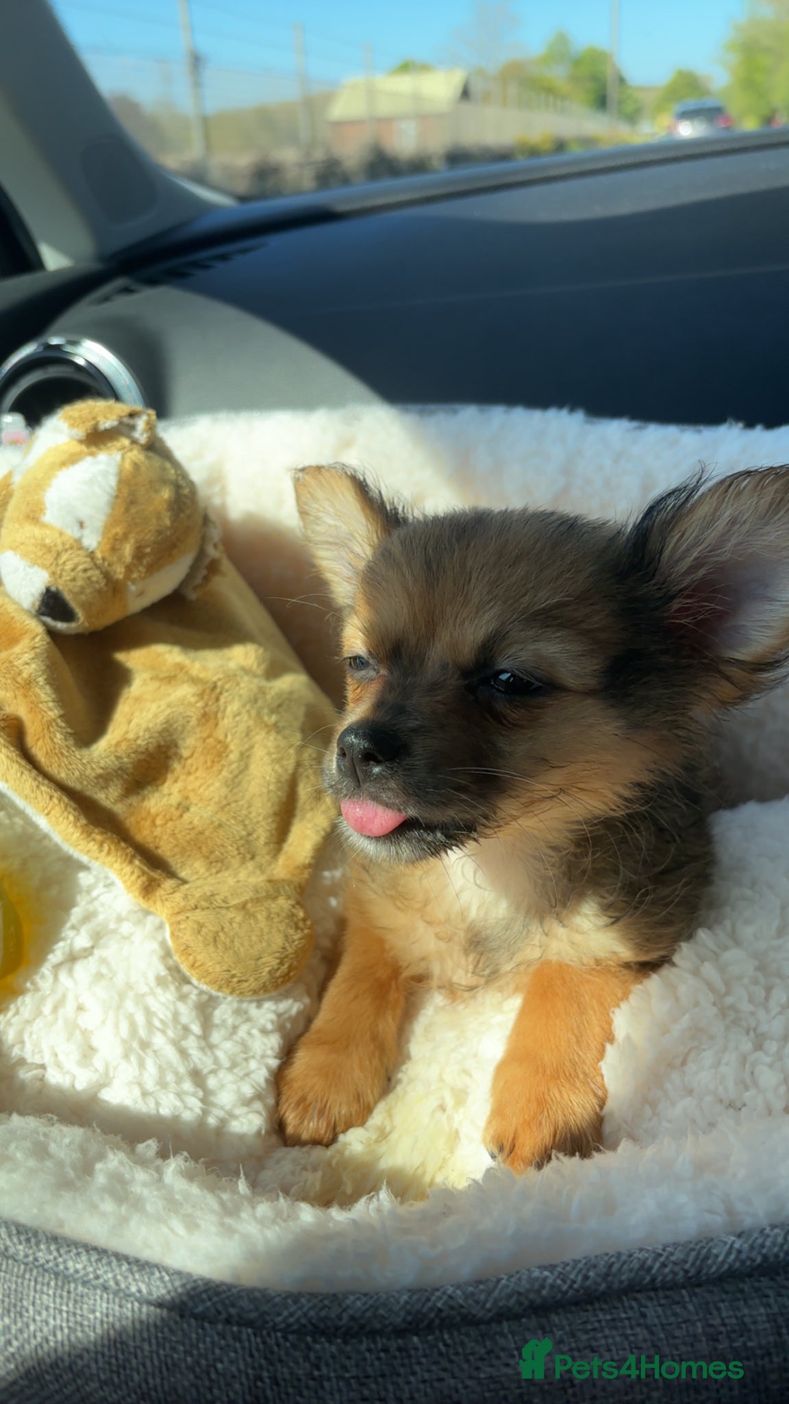 Pomchi dogs Pomchi girl ❤️ - Advert 1