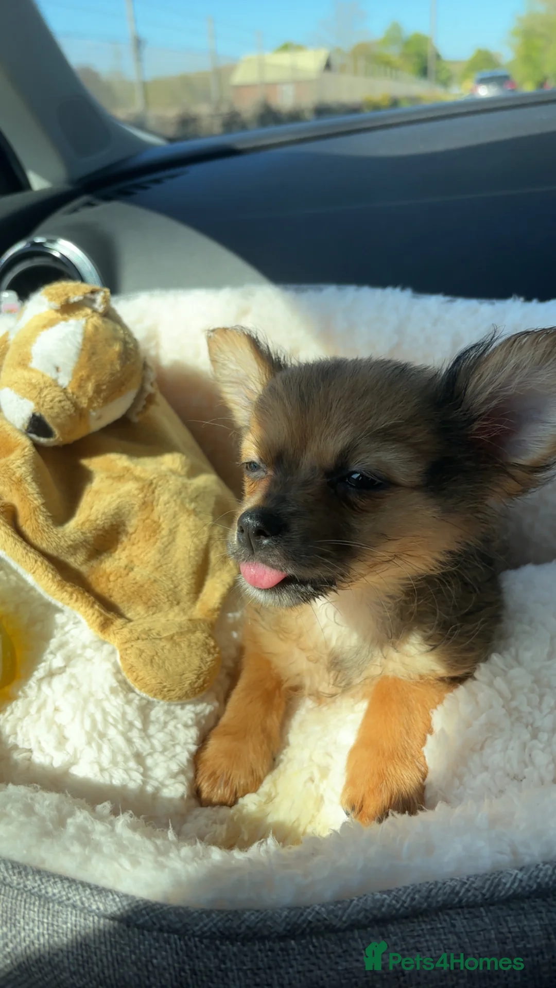 Pomchi dogs for sale: Pomchi girl ❤️ - Advert 1