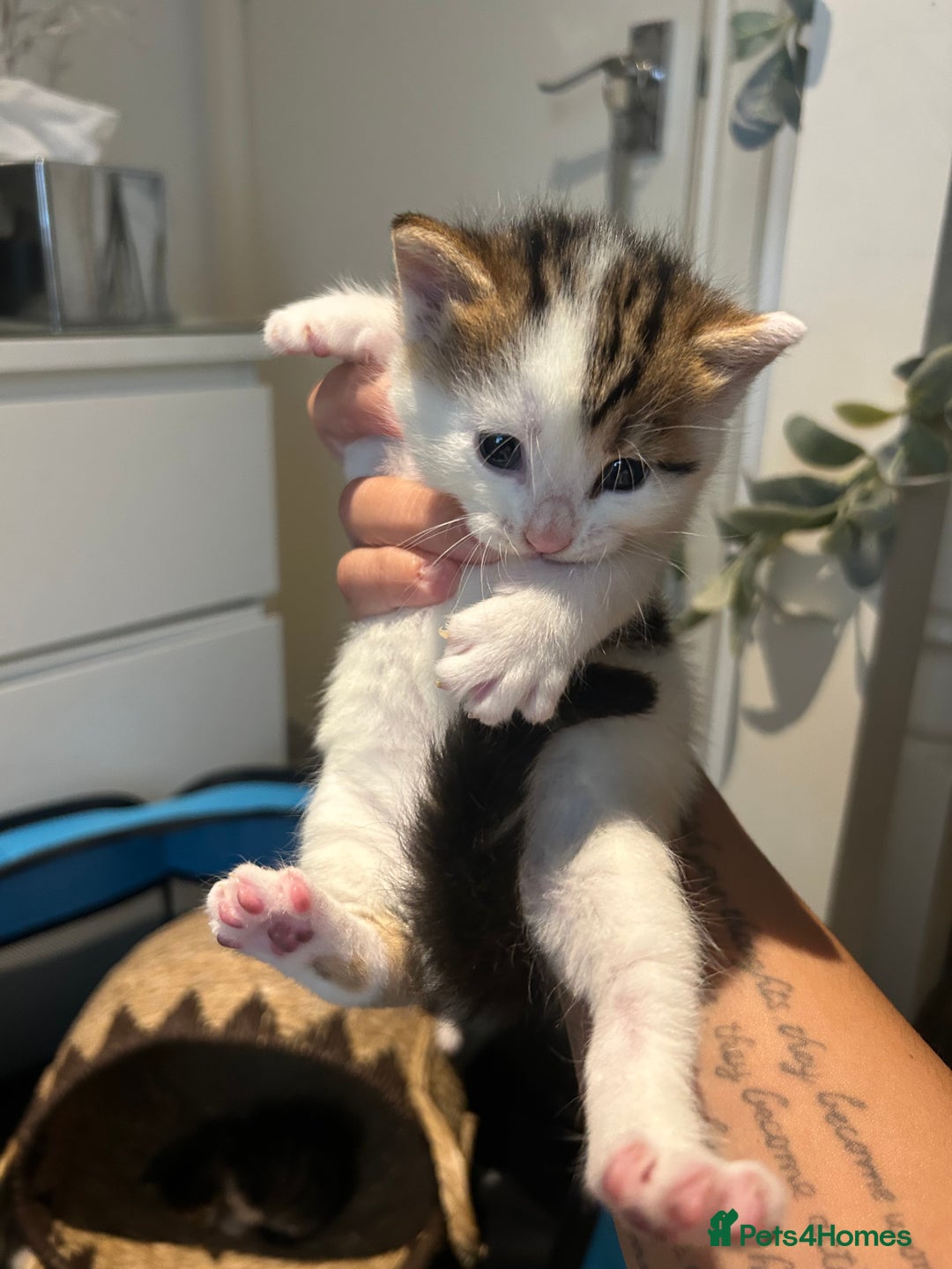 British Shorthair cats for sale: 3 beautiful boys and 1 girl - Image 9