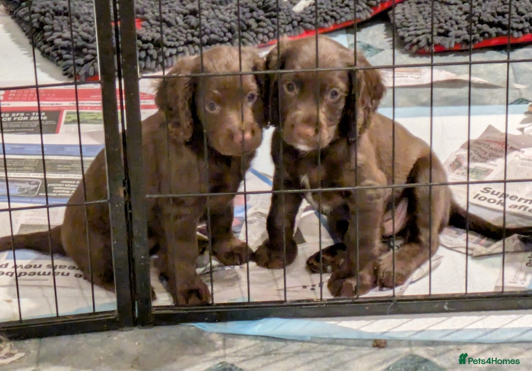 Cocker Spaniel dogs for sale: Chocolate/Chocolate Tan working cocker pups - Advert 21