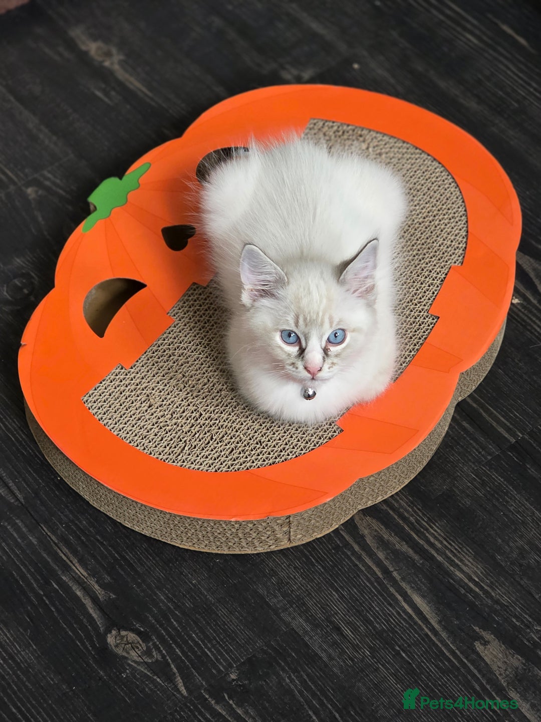 Ragdoll cats for sale: Playful loving boy looking for family home 🏡 - Advert 7