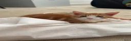 Domestic Shorthair cats for sale: Kitten for sale - Advert 4