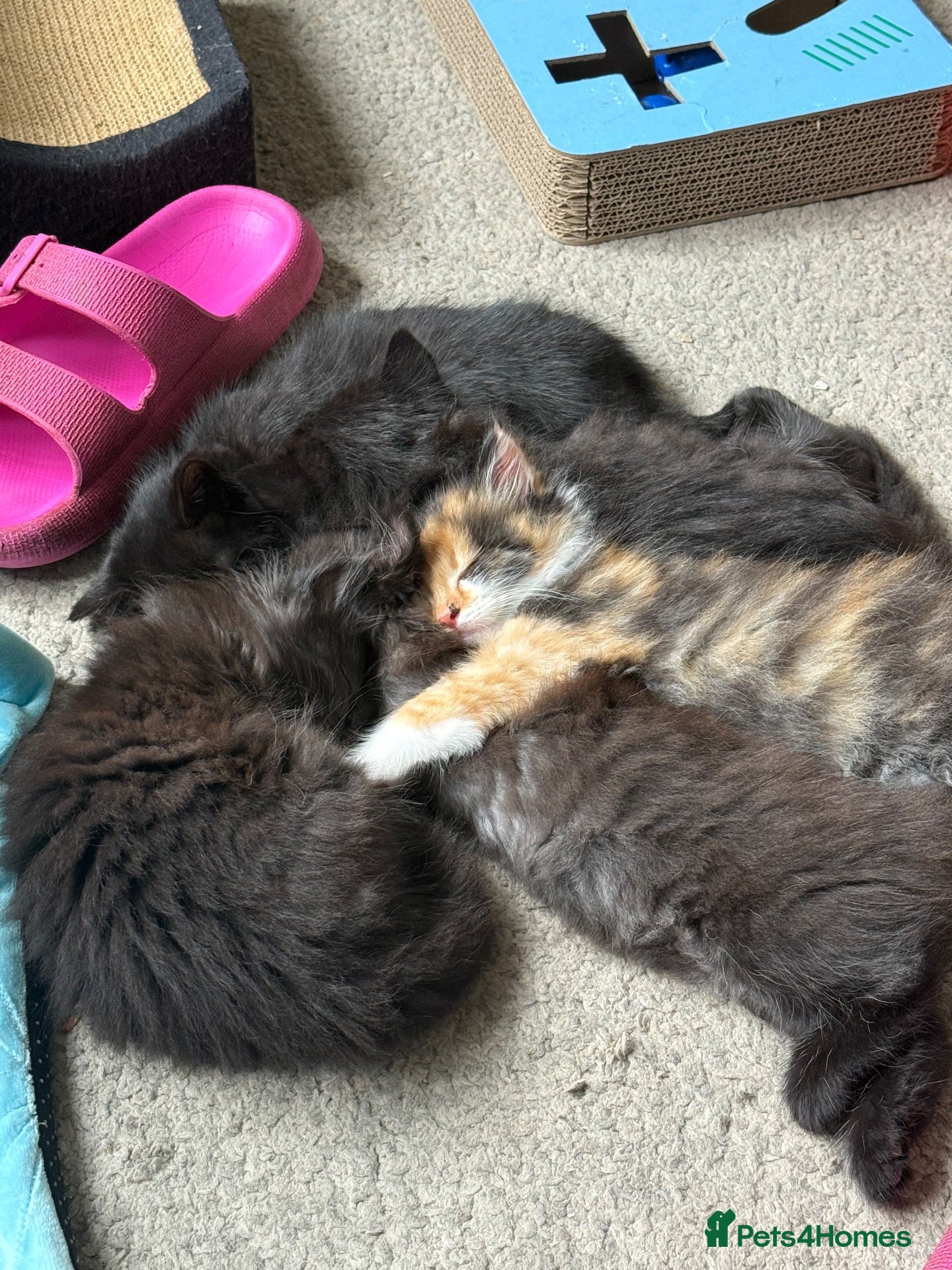 British Longhair cats Beautiful litter of Kittens  - Advert 6