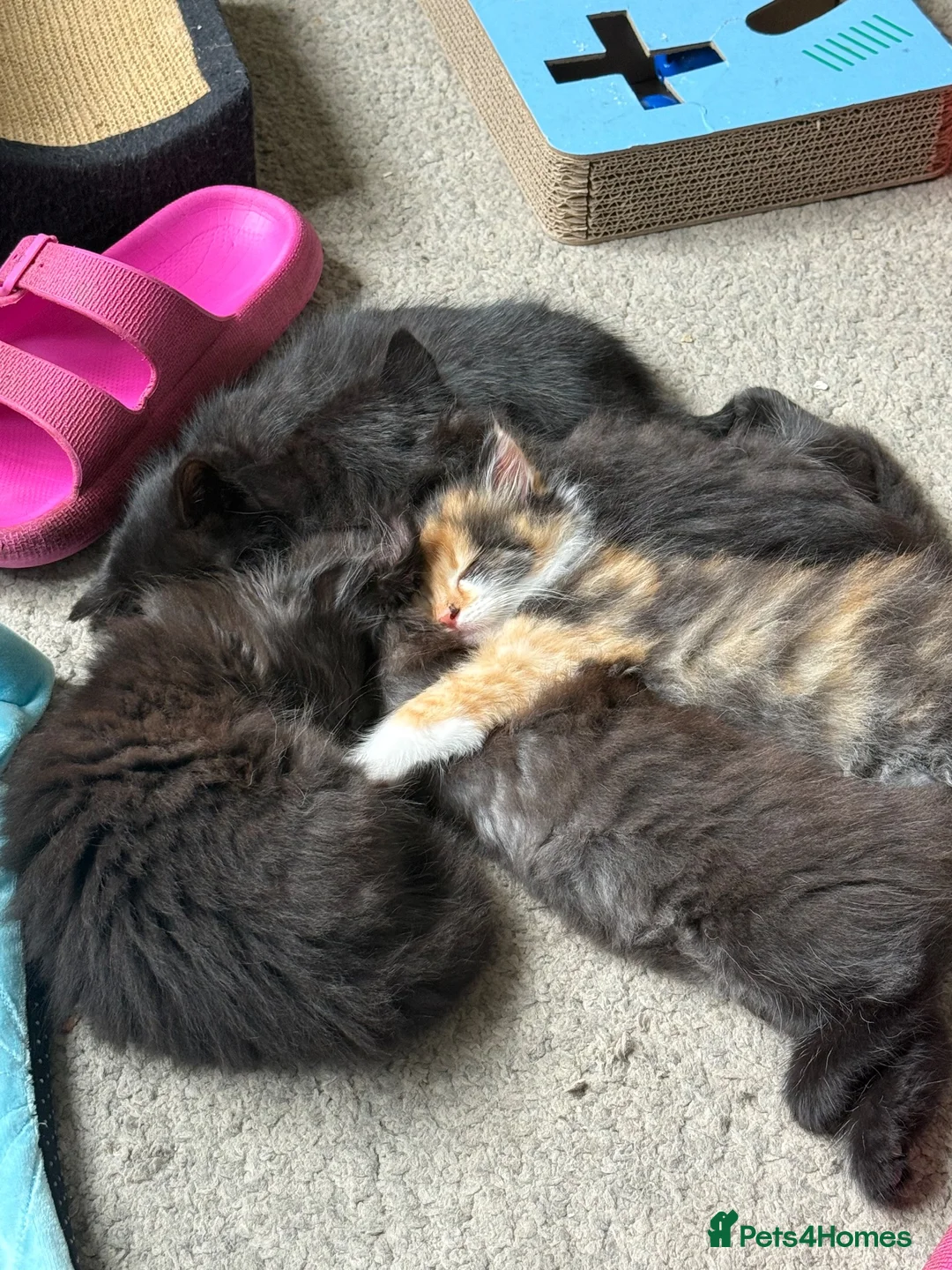 British Longhair cats for sale: Beautiful litter of Kittens  - Advert 1