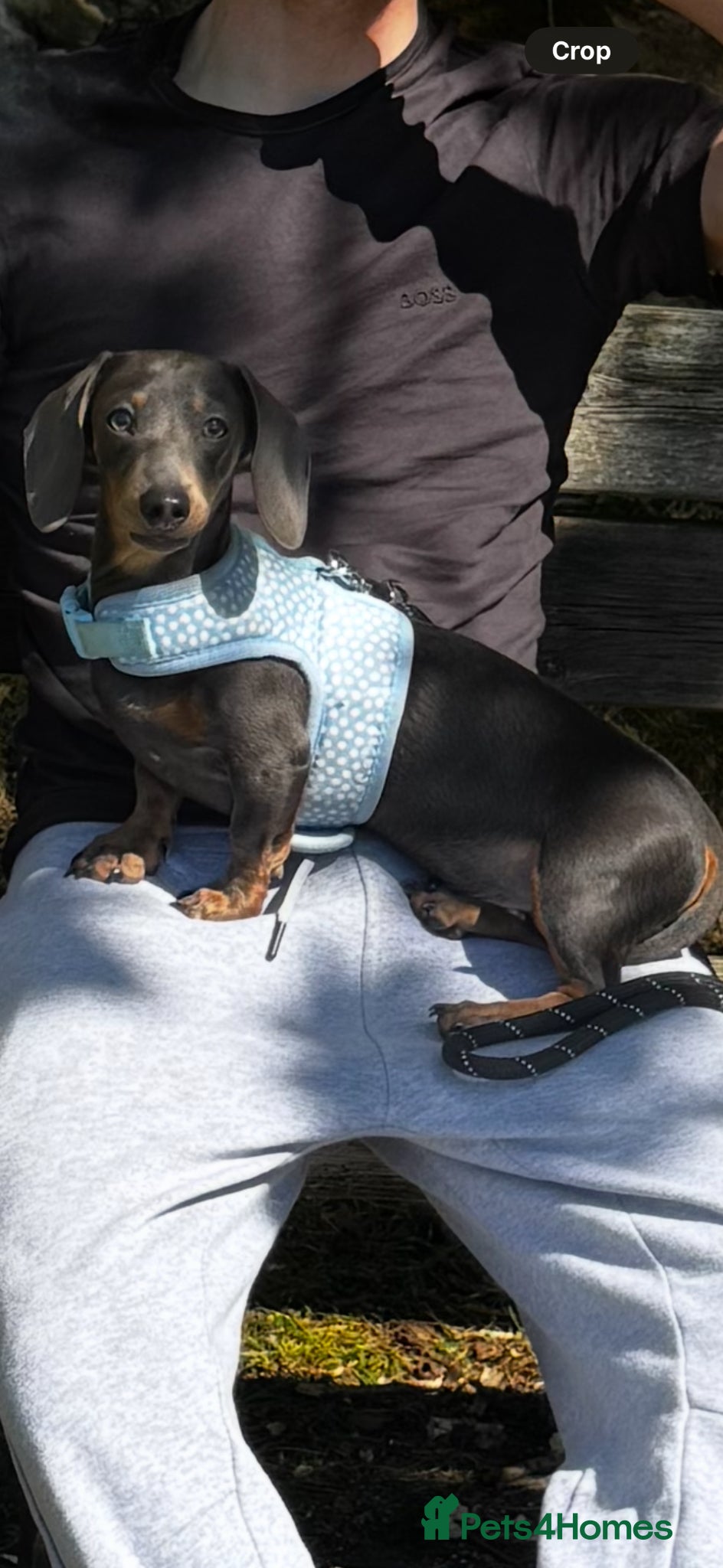 Miniature Dachshund dogs Blue smooth haired miniature dachshund for stud - Advert 1
