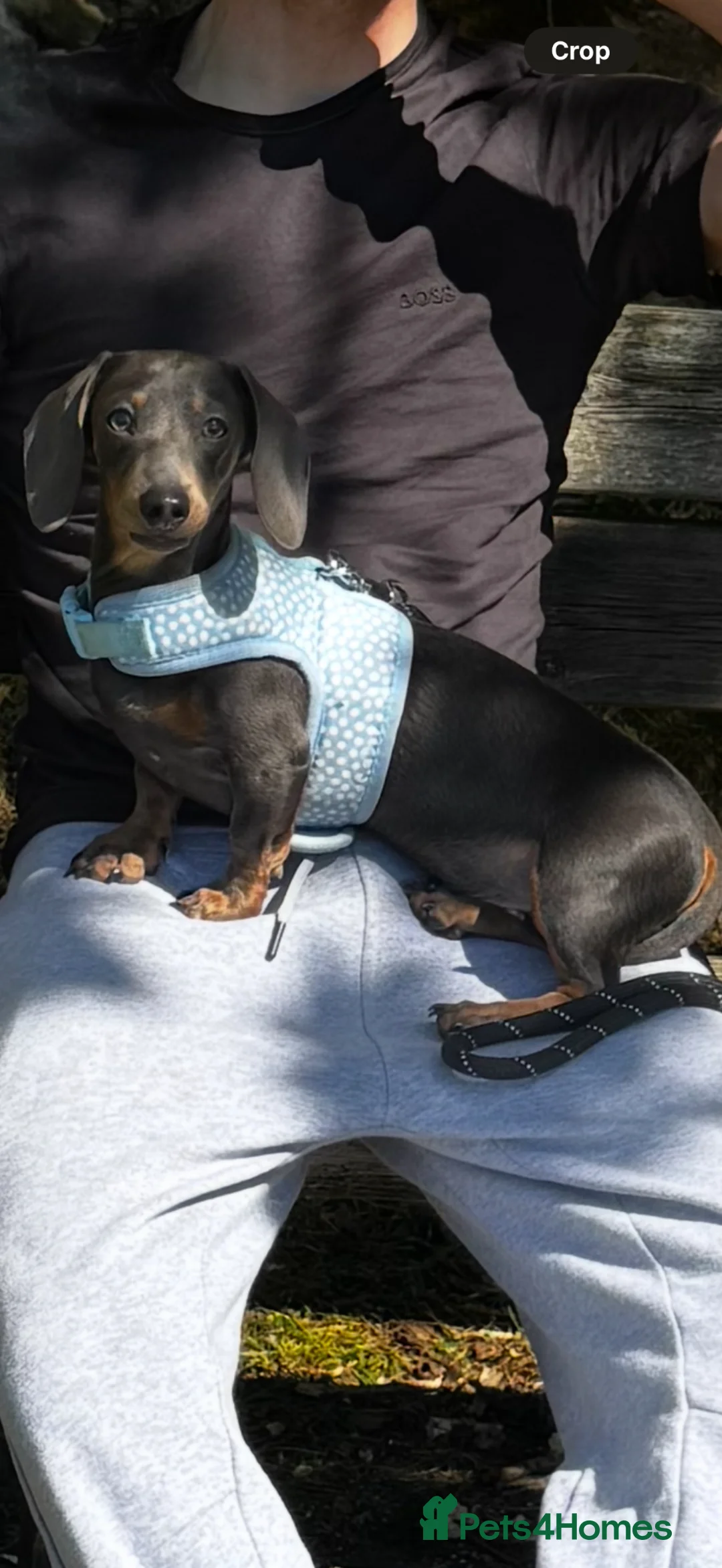 Miniature Dachshund dogs for stud: Blue smooth haired miniature dachshund for stud - Advert 1