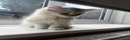 Persian cats for sale: Female Persian chinchilla  in Epping - Advert 2