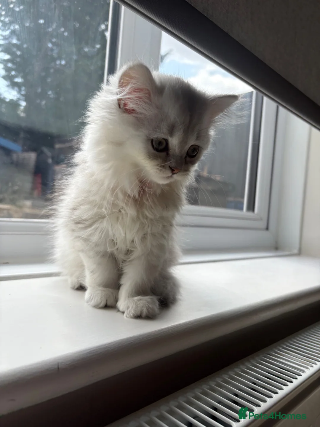 Persian cats for sale: Female Persian chinchilla  in Epping - Advert 2