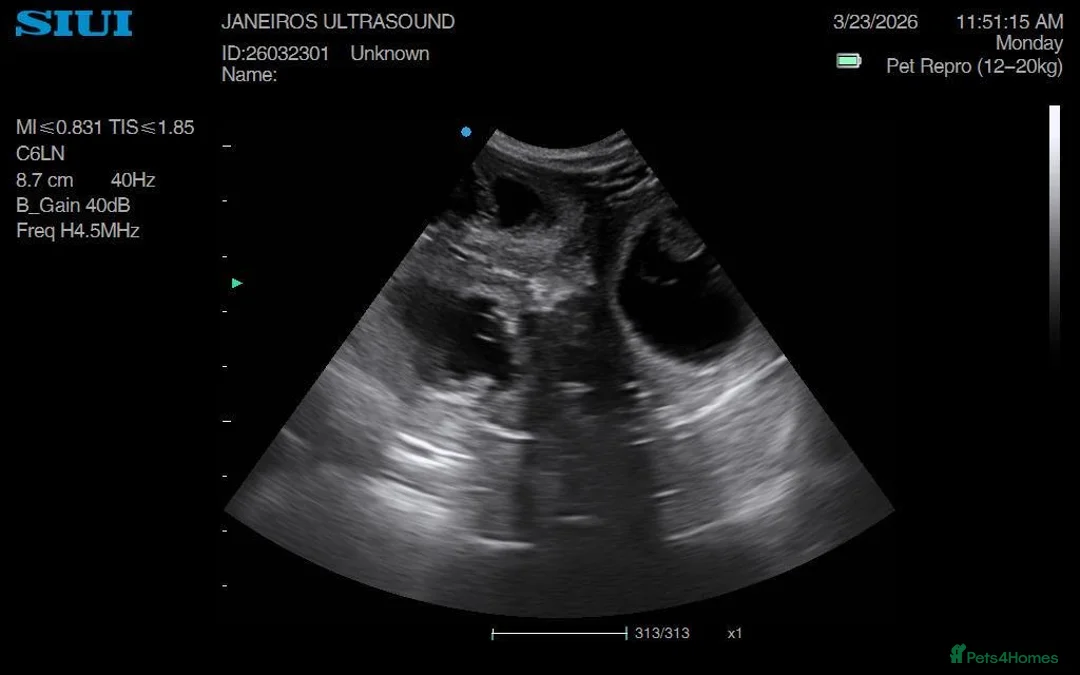 Cockapoo dogs for sale: Our Last Cockapoo Litter, Raised with Love at Home - Advert 2