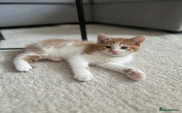 Domestic Shorthair cats for sale: Lovely ginger kittens - Image 11
