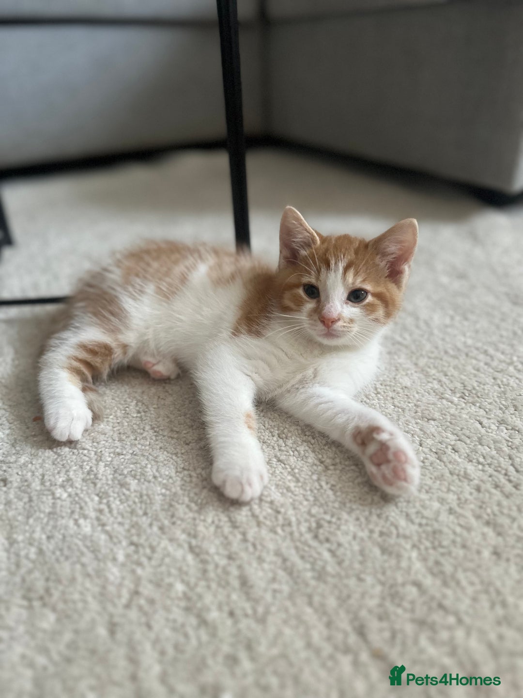 Domestic Shorthair cats for sale: Lovely ginger kittens - Image 11