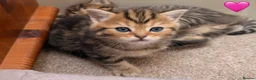 Persian cats for sale: 5 Persian X kittens available from 9th May - Advert 19