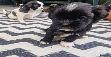 Shih Tzu dogs - Advert 6