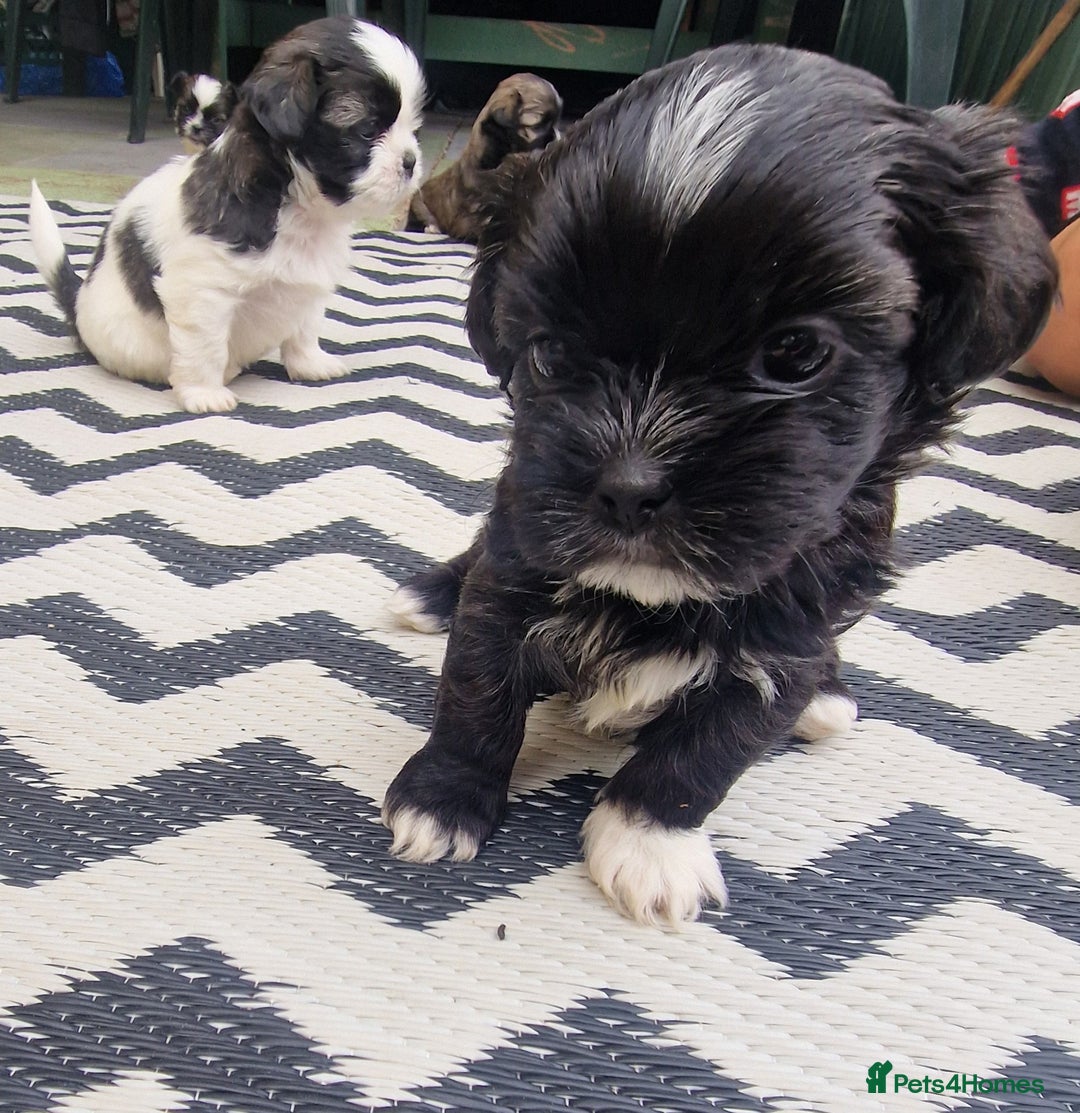 Shih Tzu dogs for sale: wonderful puppies  - Image 2
