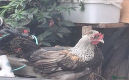 Chickens poultry for sale: Cream legbars and mixed Cockerels  - Image 4