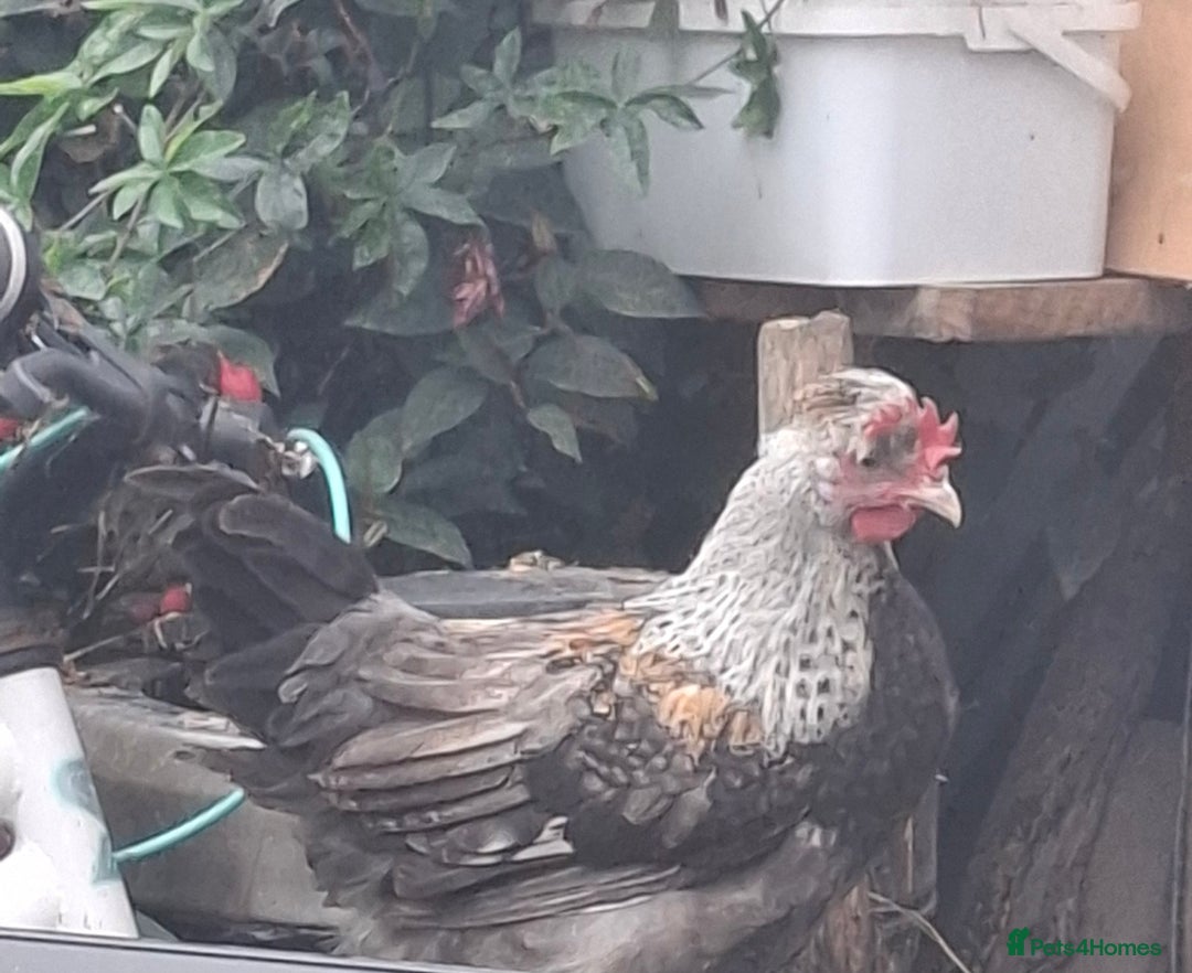 Chickens poultry for sale: Cream legbars and mixed Cockerels  - Image 4