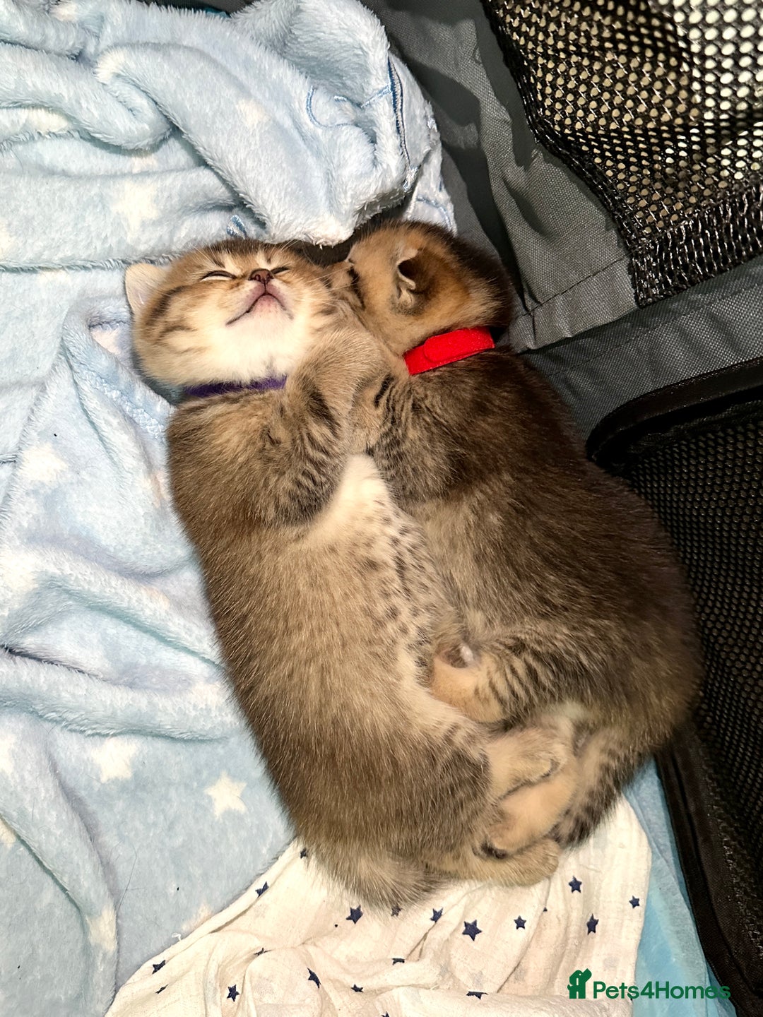 Scottish Fold cats for sale: Scottish Fold Kittens ( only 2 left ) - Image 6