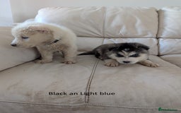 Siberian Husky dogs for sale: 5 Syberrian Husky puppies - Image 15
