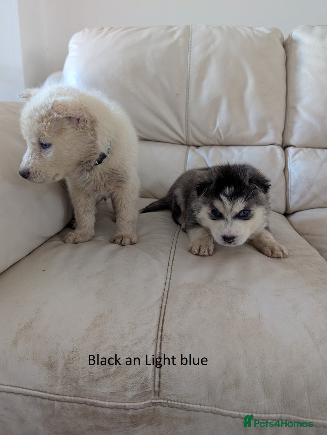 Siberian Husky dogs for sale: 5 Syberrian Husky puppies - Image 15
